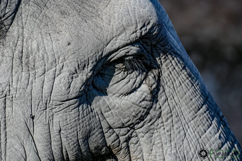 Elefant