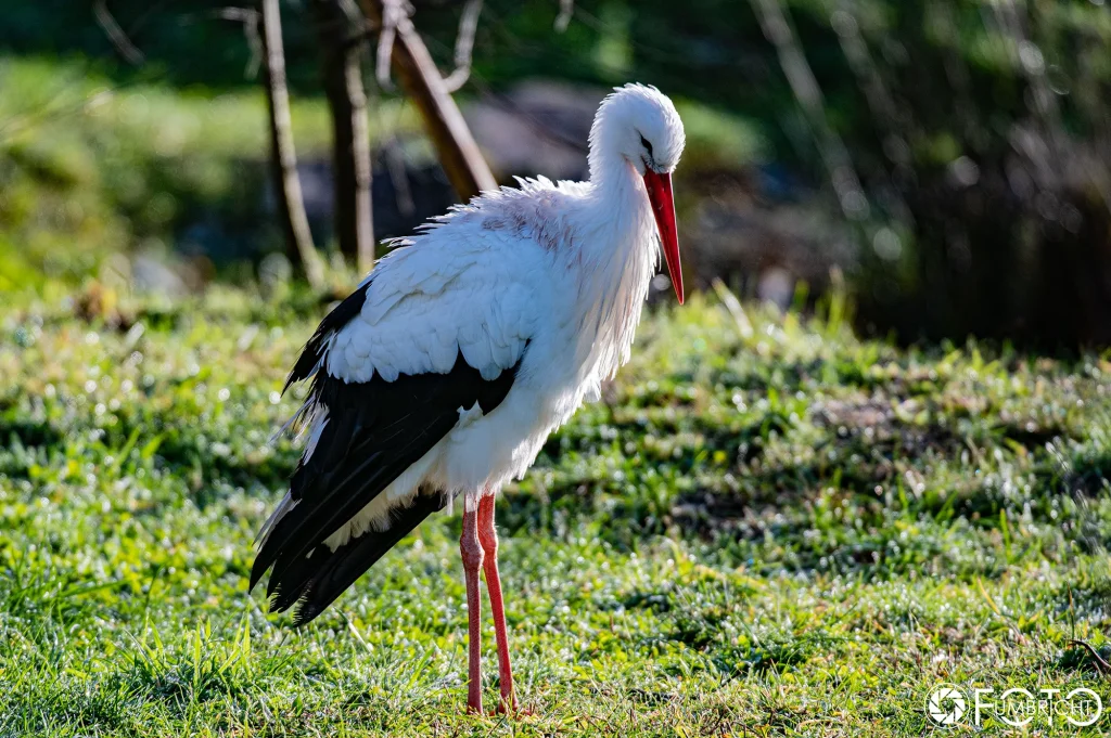 Weissstorch